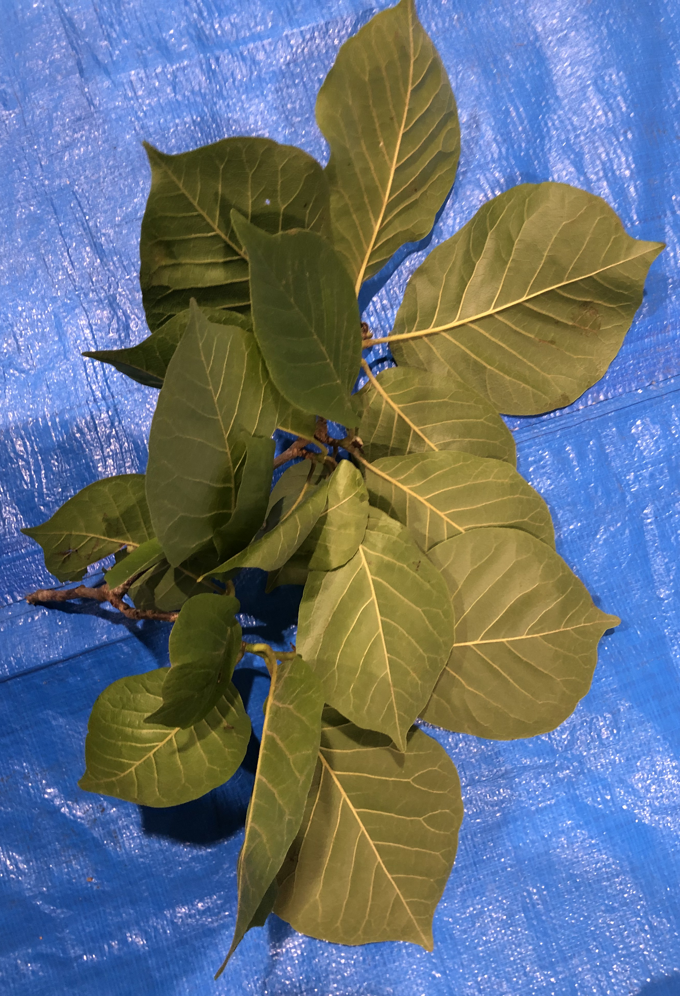 ハクモクレン - Magnolia denudata