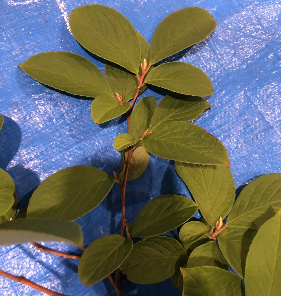 ナツツバキ - Stewartia pseudocamellia