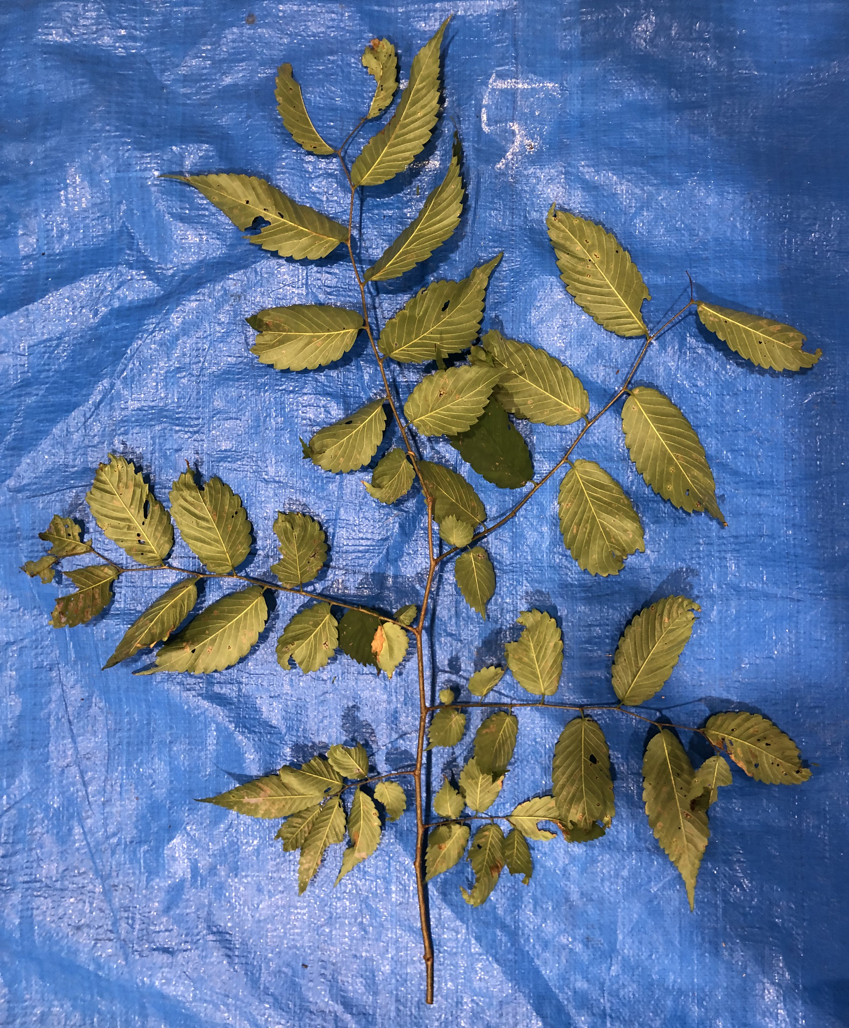 ケヤキ - Zelkova serrata