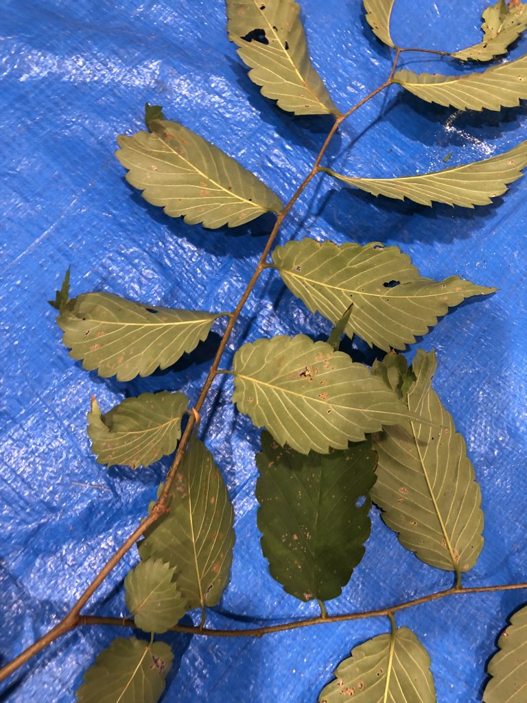 ケヤキ - Zelkova serrata