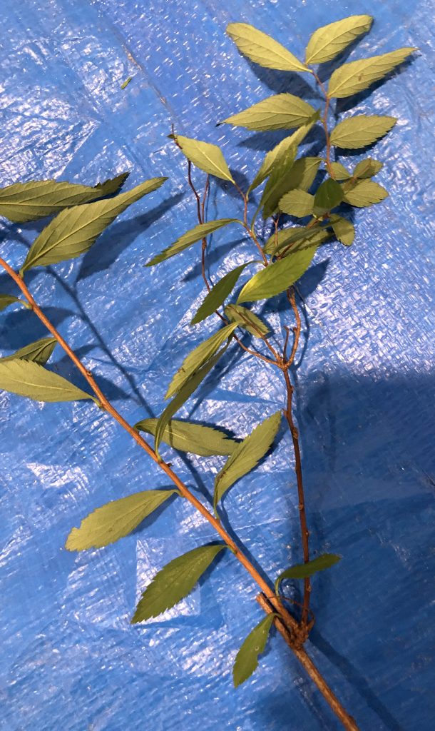 シモツケ - Spiraea japonica