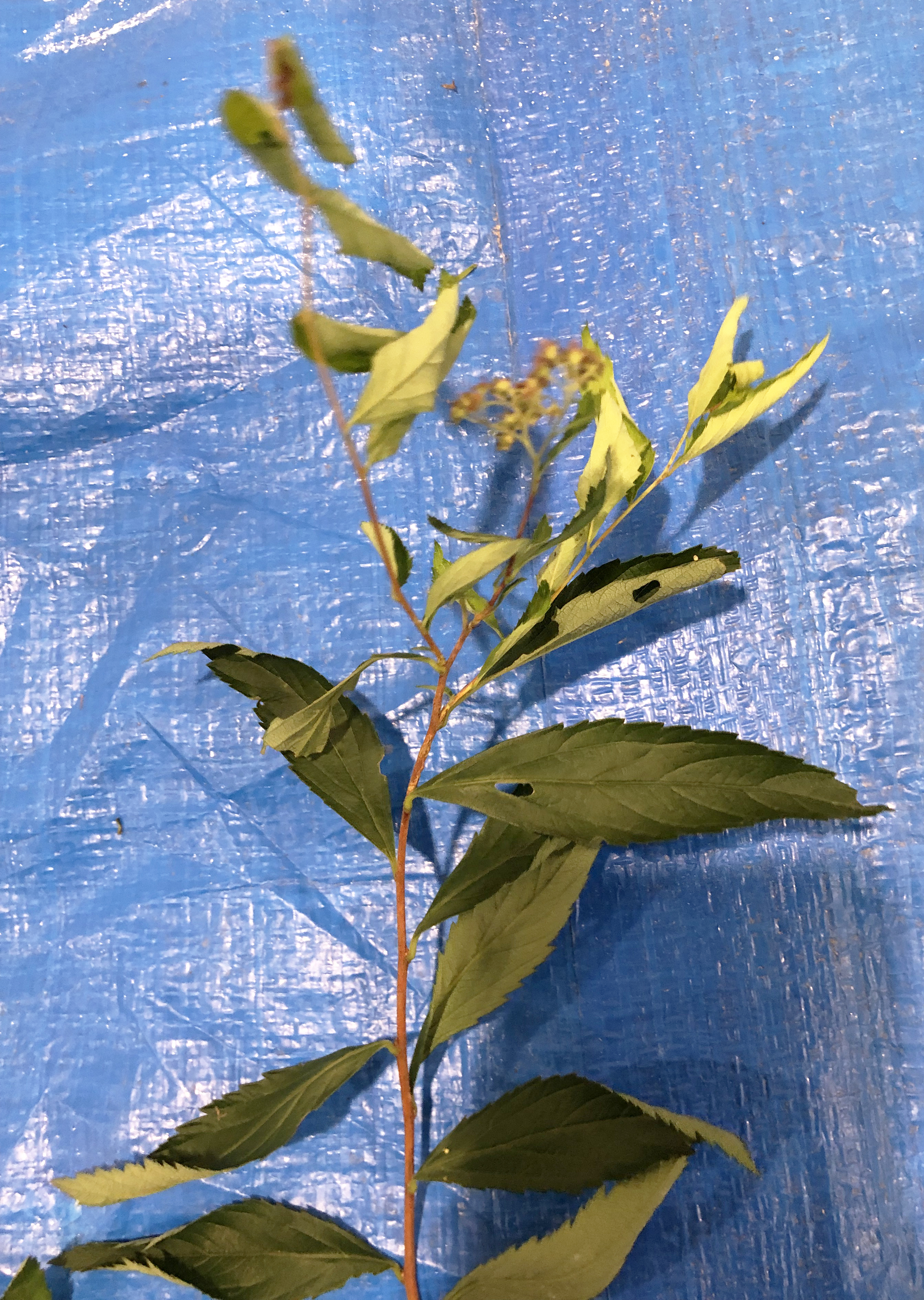 シモツケ - Spiraea japonica