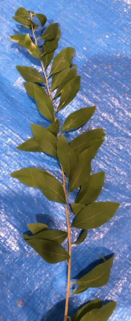 ユキヤナギ - Spiraea thunbergii