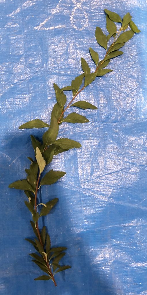 コデマリ - Spiraea cantoniensis