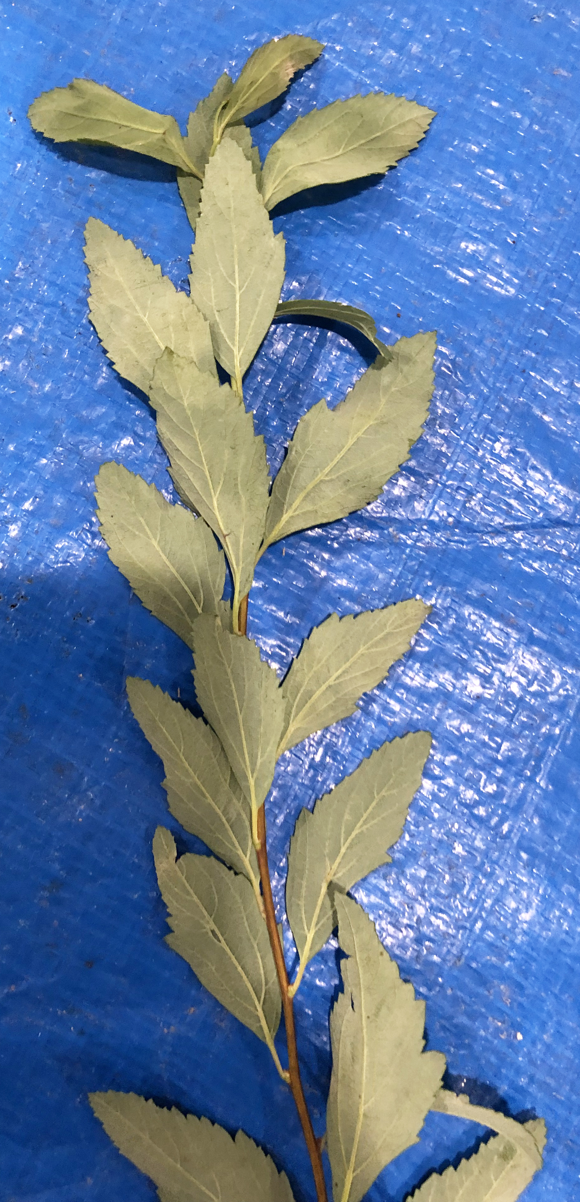 コデマリ - Spiraea cantoniensis