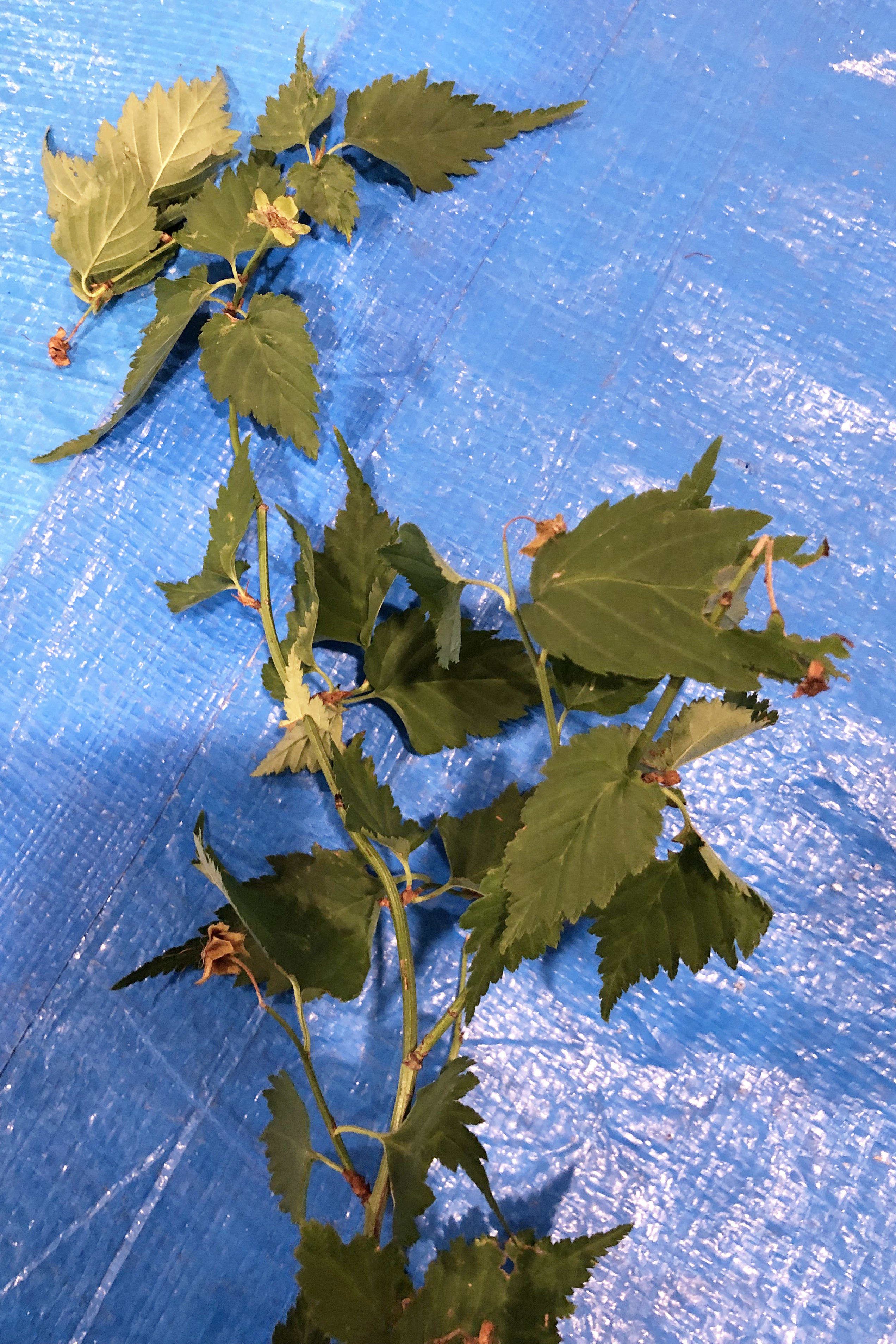 ヤマブキ - Kerria japonica