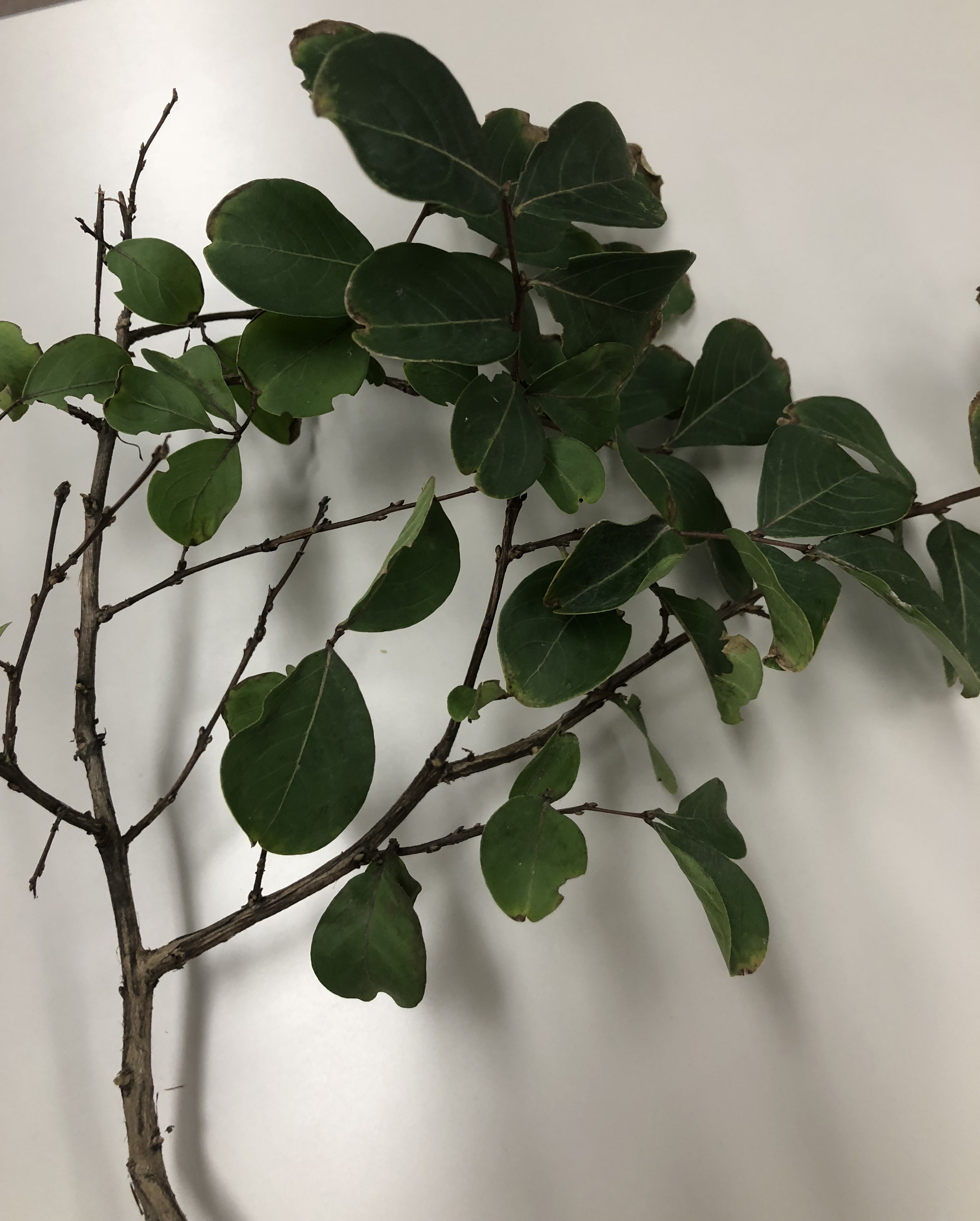 サルスベリ - Lagerstroemia indica