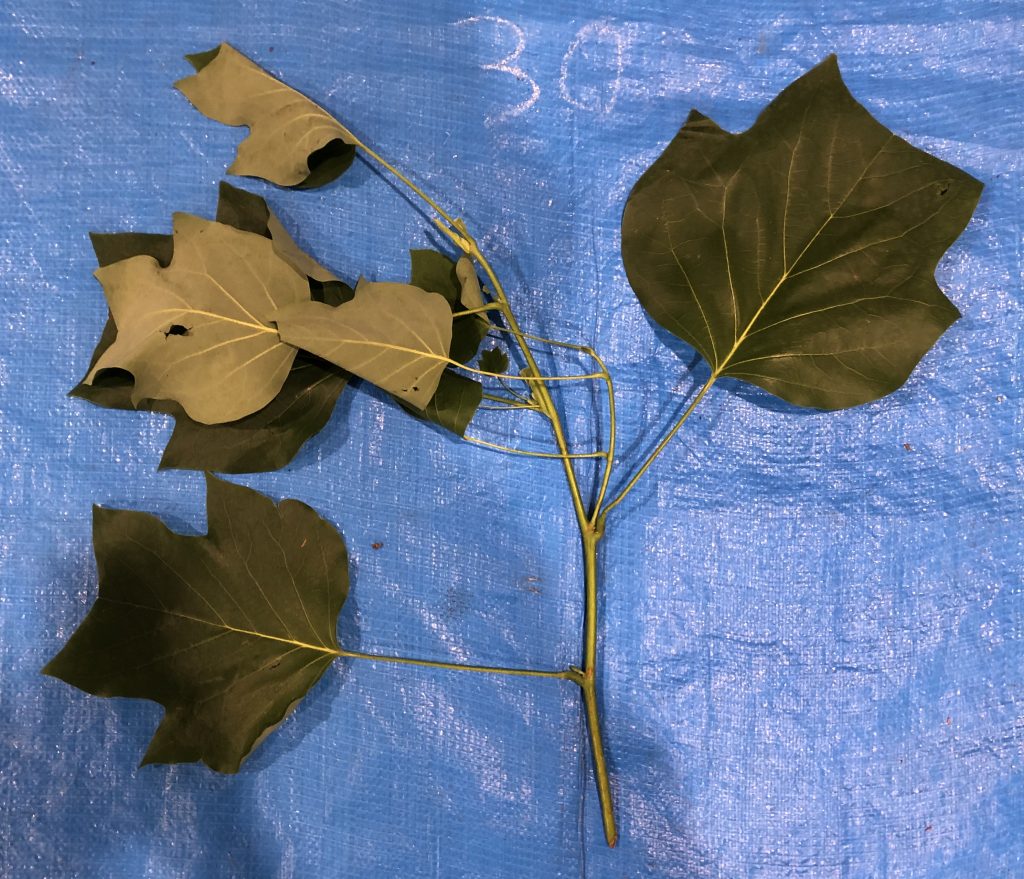 ユリノキ Liriodendron tulipifera 技能検定 112