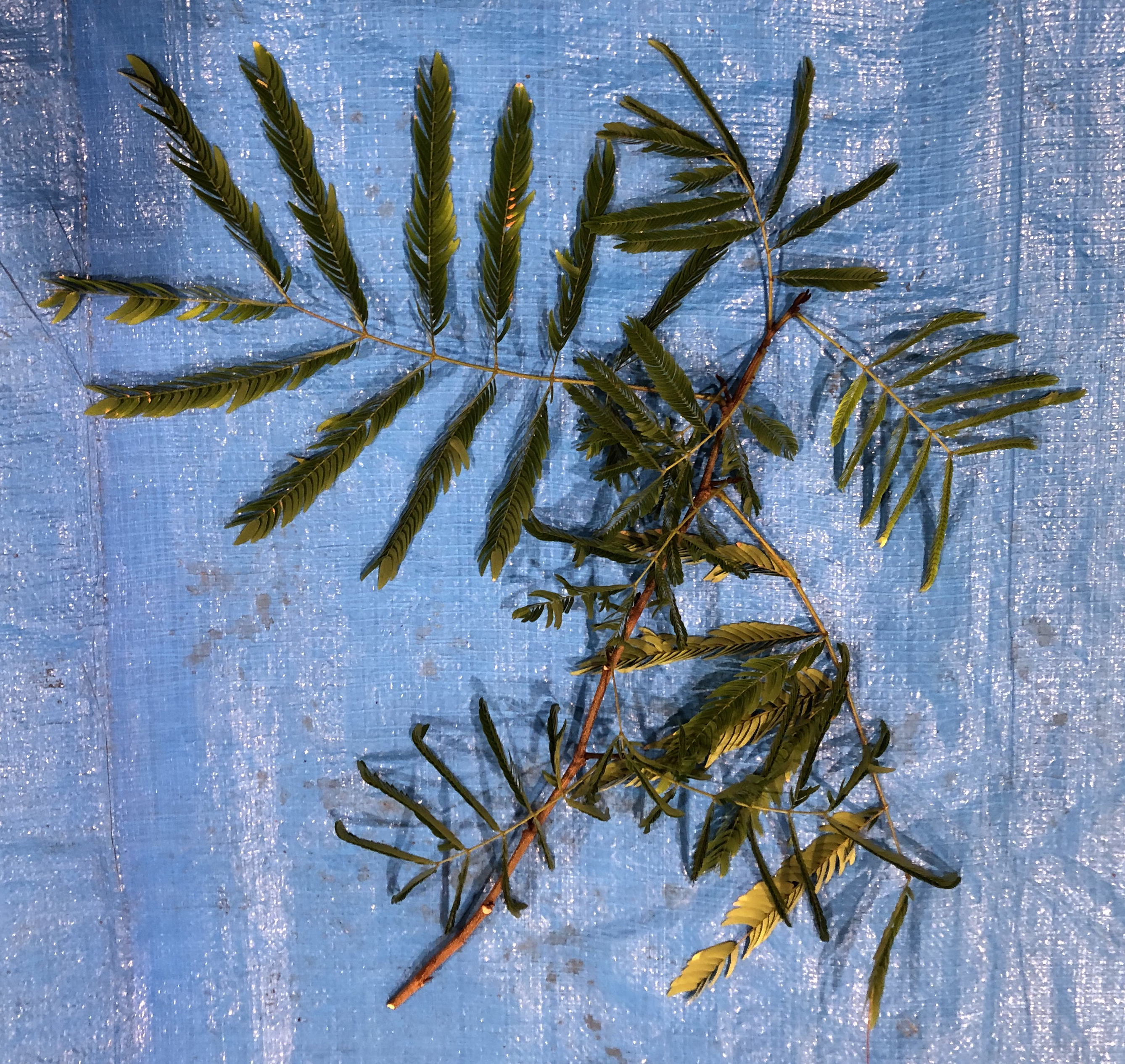 ネムノキ - Albizia julibrissin