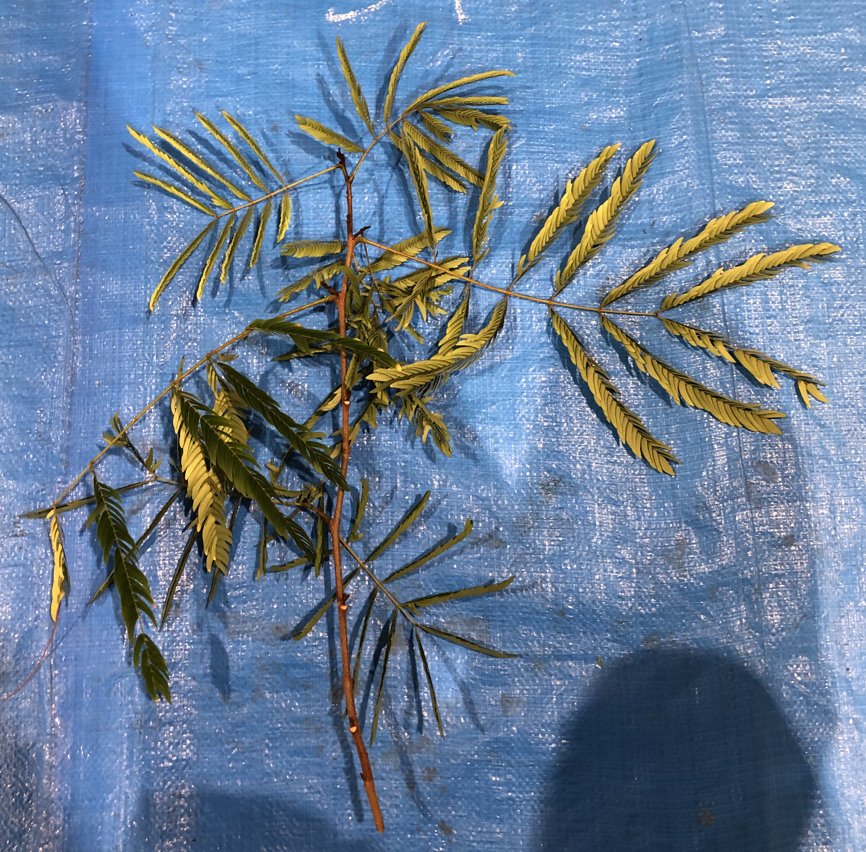 ネムノキ - Albizia julibrissin