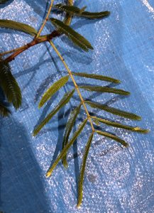 ネムノキ - Albizia julibrissin