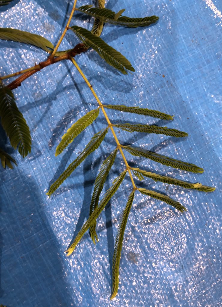 ネムノキ - Albizia julibrissin