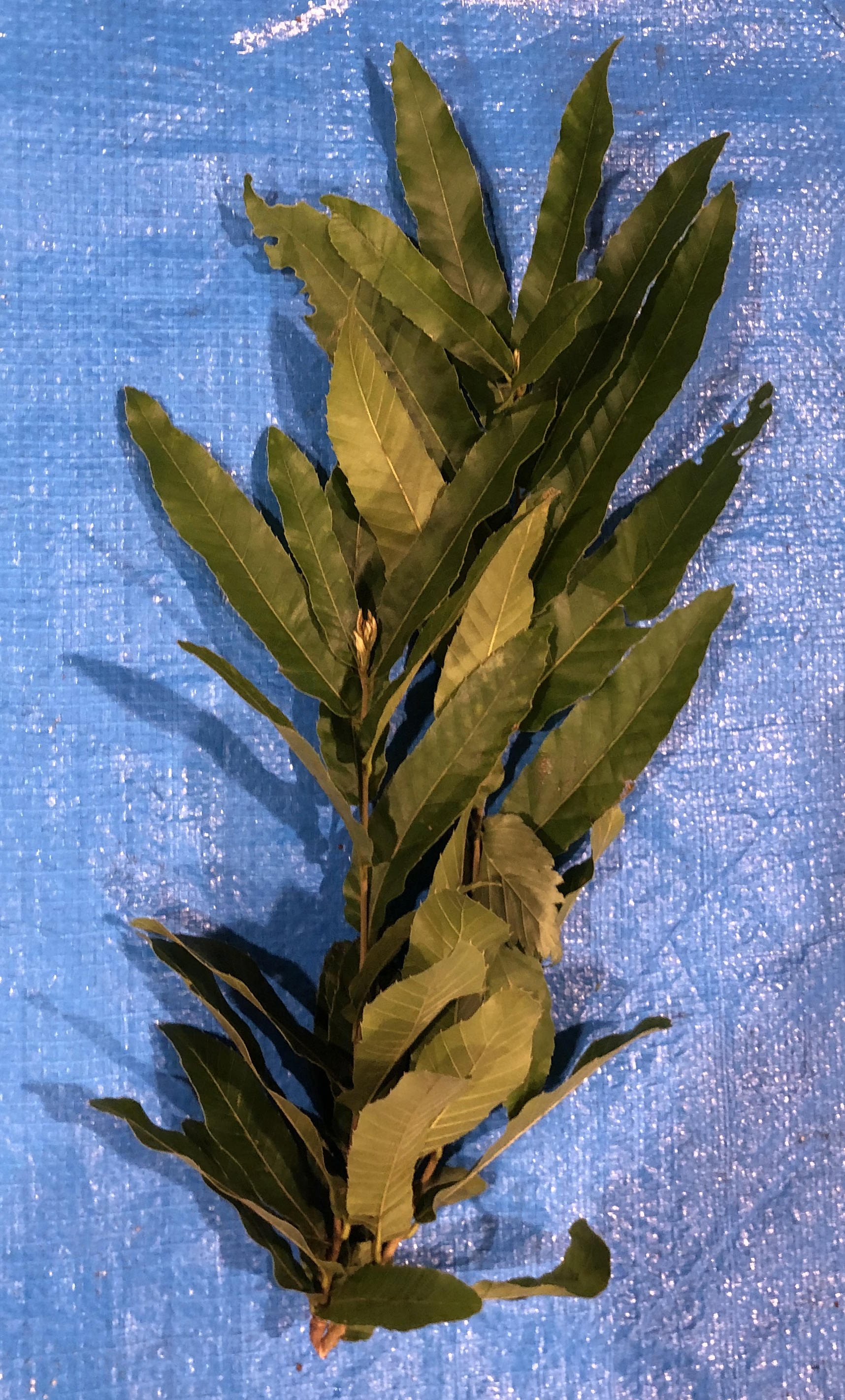 クヌギ - Quercus acutissima