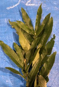 クヌギ - Quercus acutissima