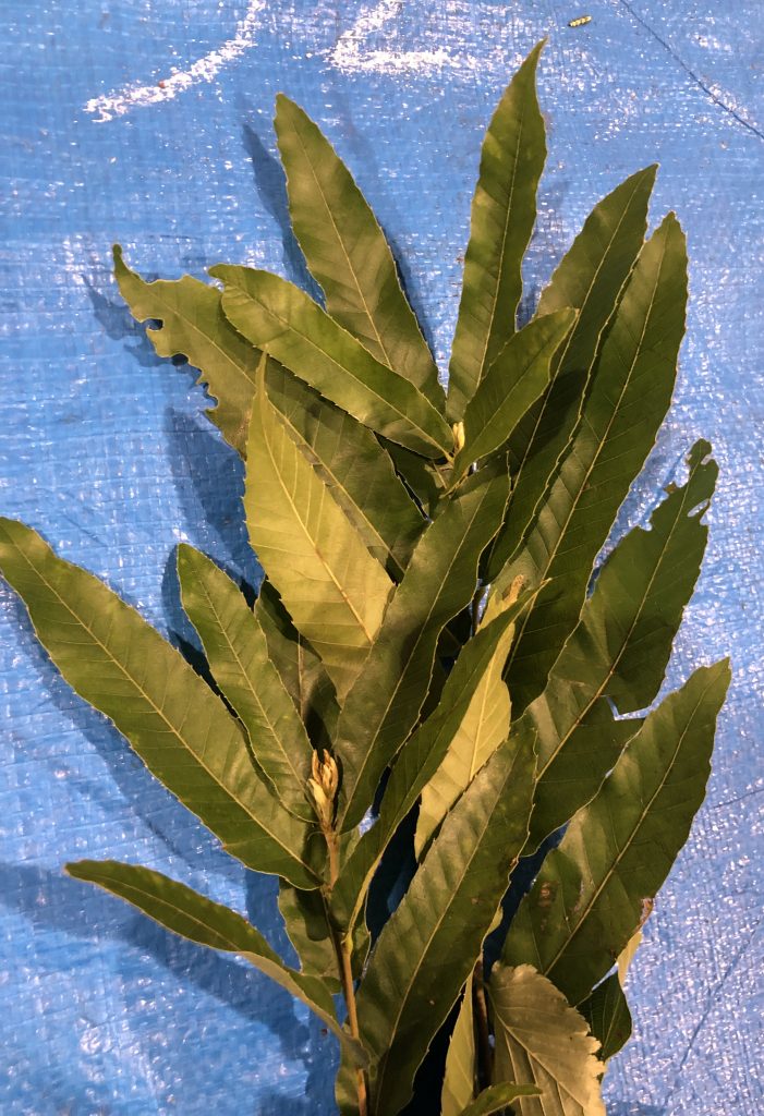 クヌギ - Quercus acutissima