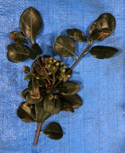 シャリンバイ - Rhaphiolepis umbellata