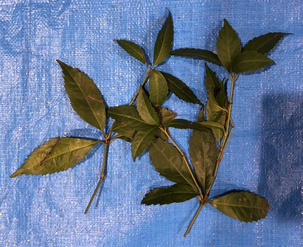 センリョウ - Sarcandra glabra