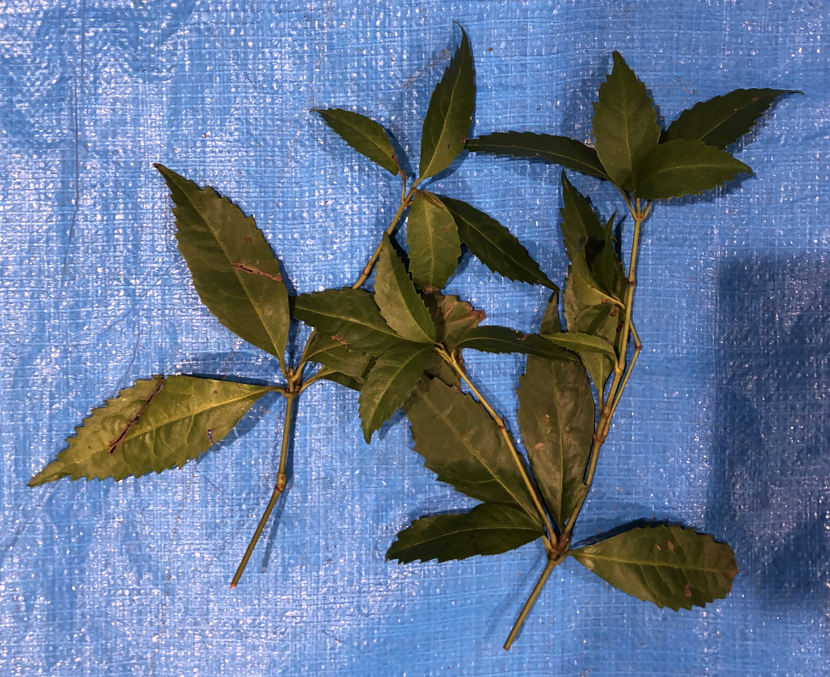 センリョウ - Sarcandra glabra