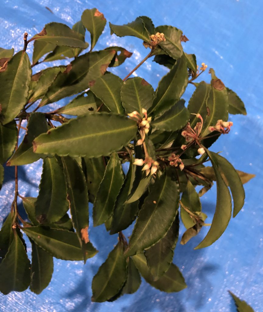 マンリョウ - Ardisia crenata