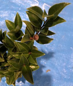 サザンカ - Camellia sasanqua