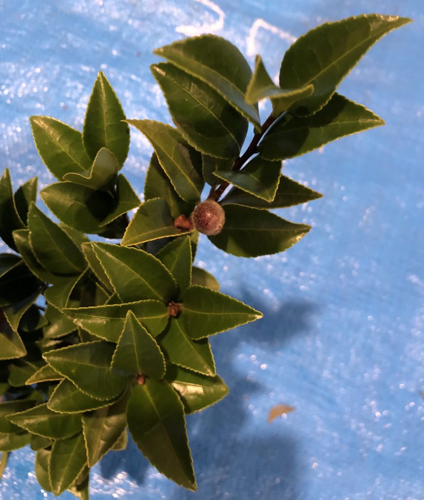 サザンカ - Camellia sasanqua