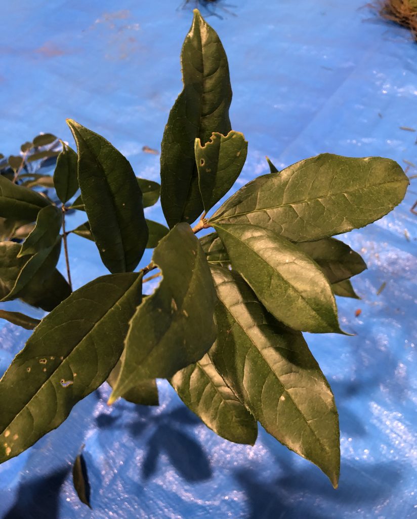 キンモクセイ - Osmanthus fragrans var. aurantiacus