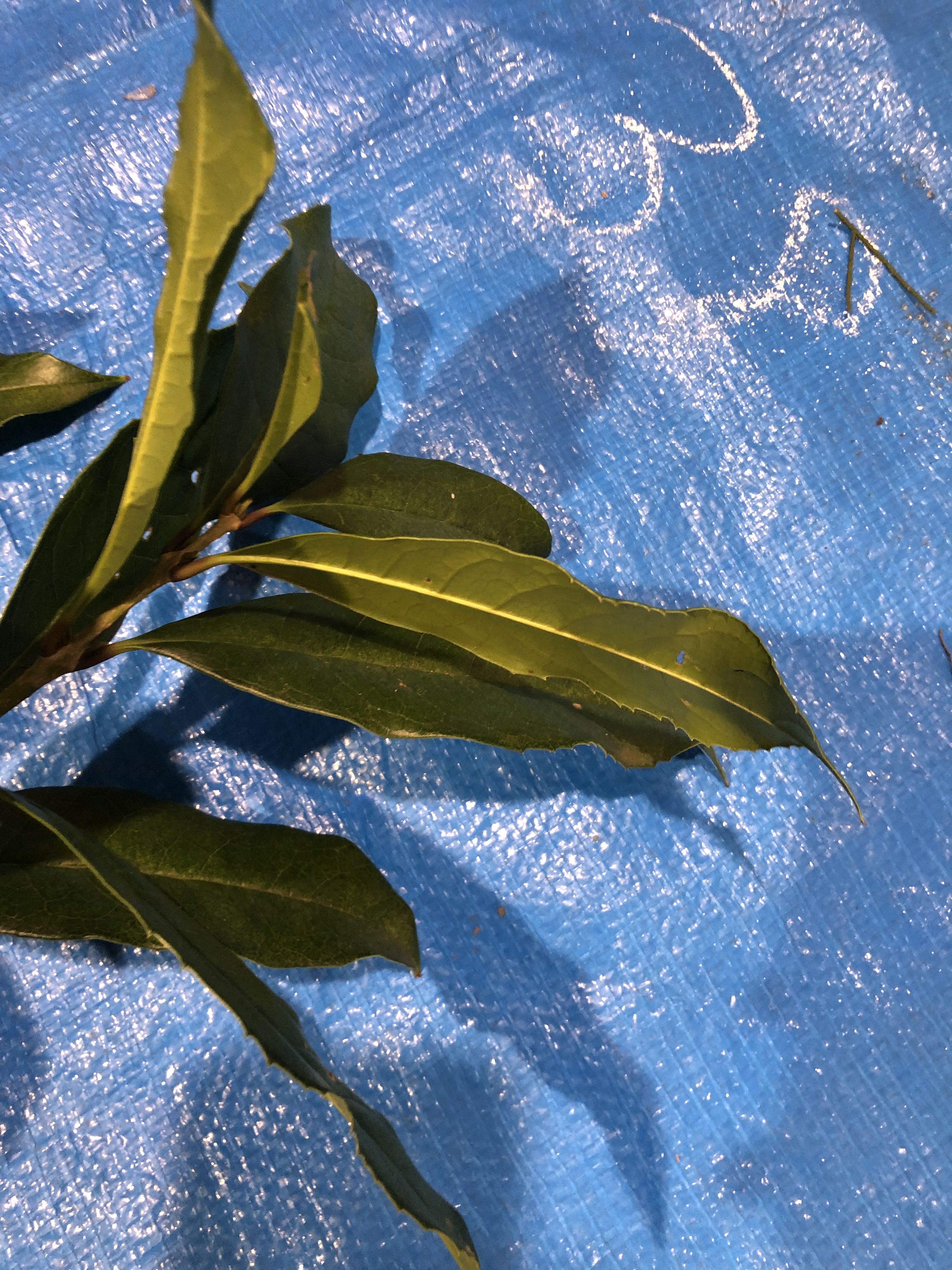 キンモクセイ - Osmanthus fragrans var. aurantiacus