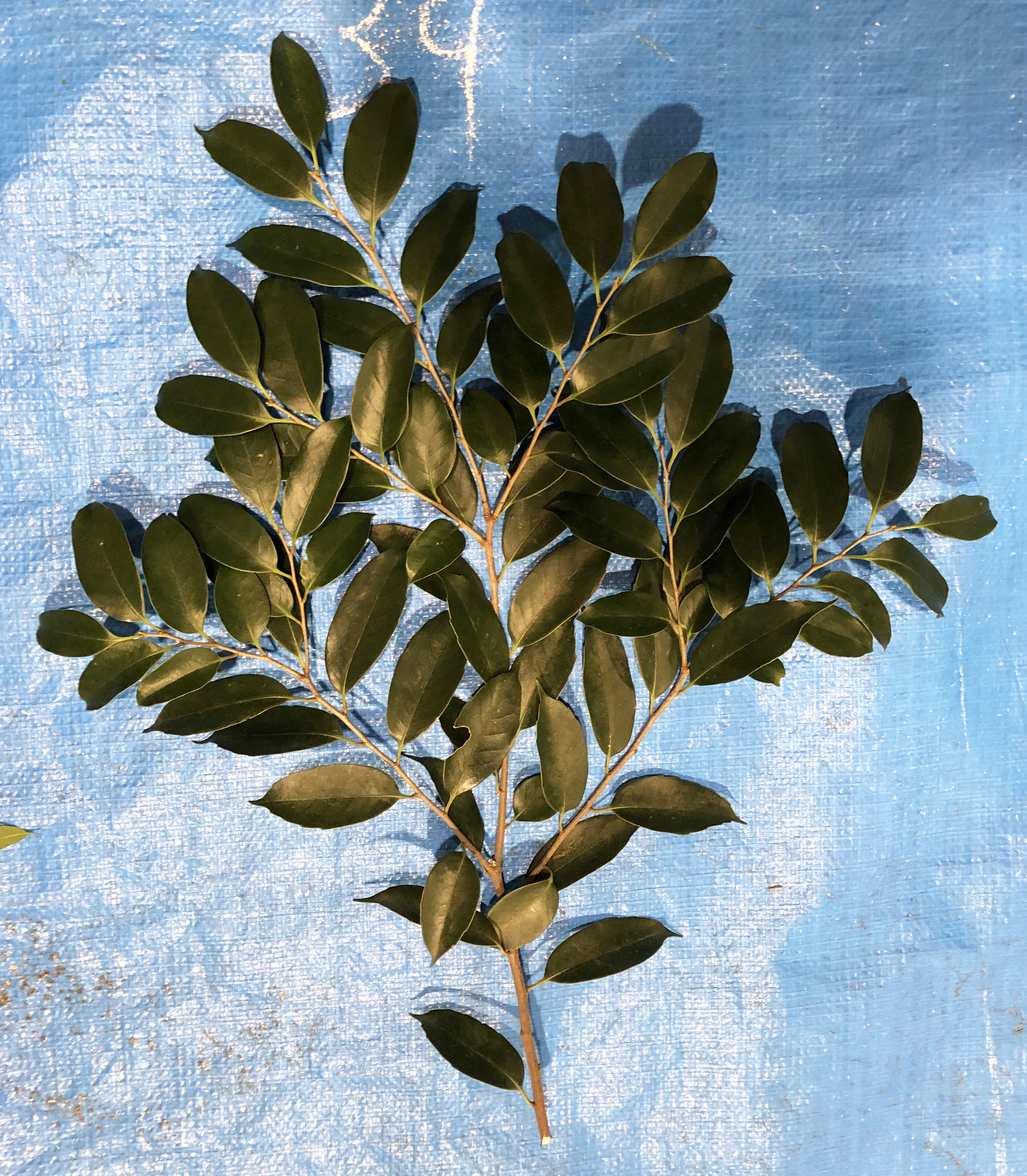 スダジイ - Castanopsis sieboldii