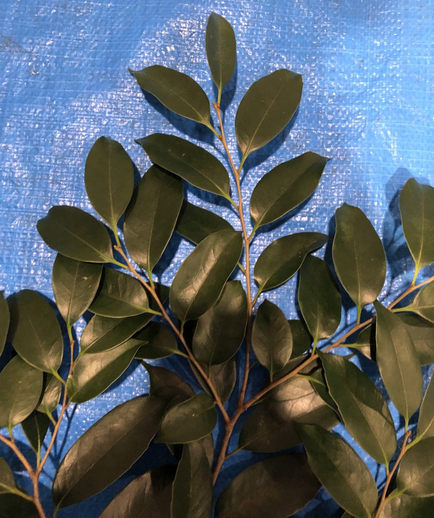 スダジイ - Castanopsis sieboldii