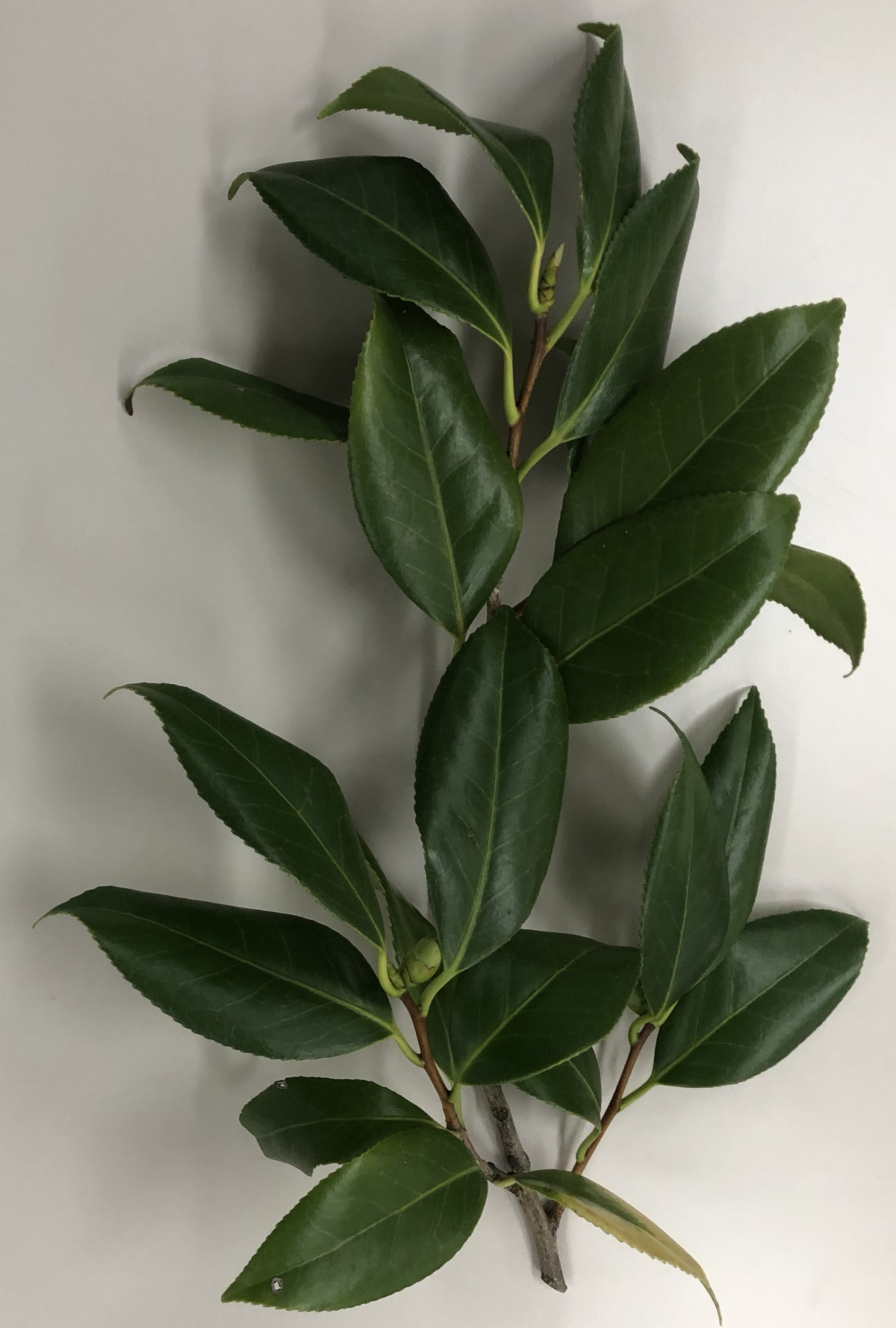 ヤブツバキ - Camellia japonica