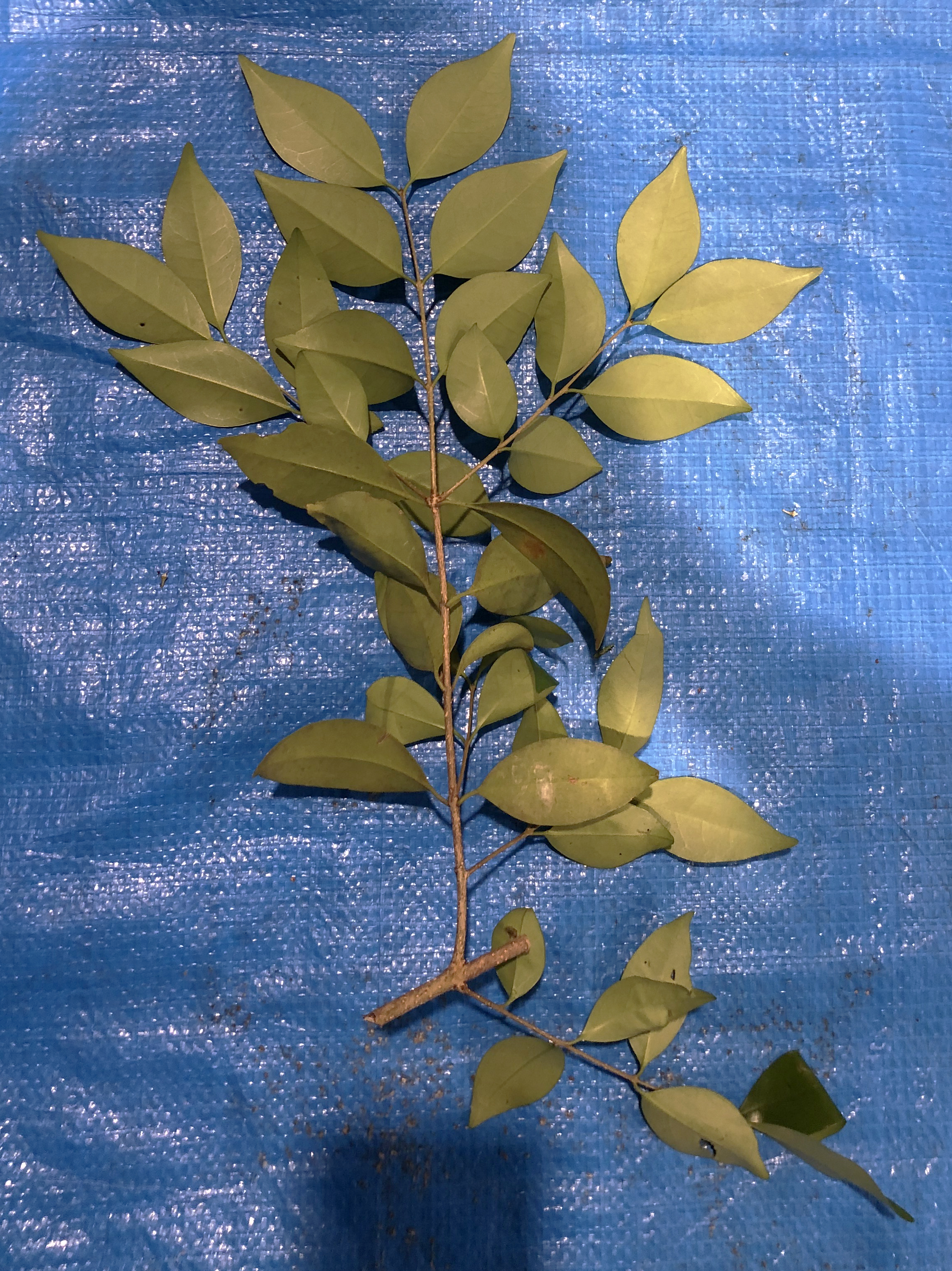 ネズミモチ - Ligustrum japonicum