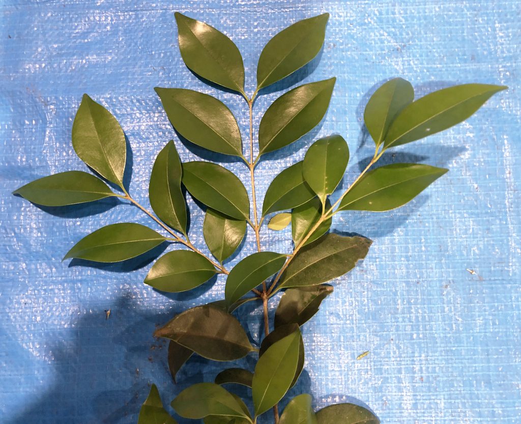 ネズミモチ - Ligustrum japonicum