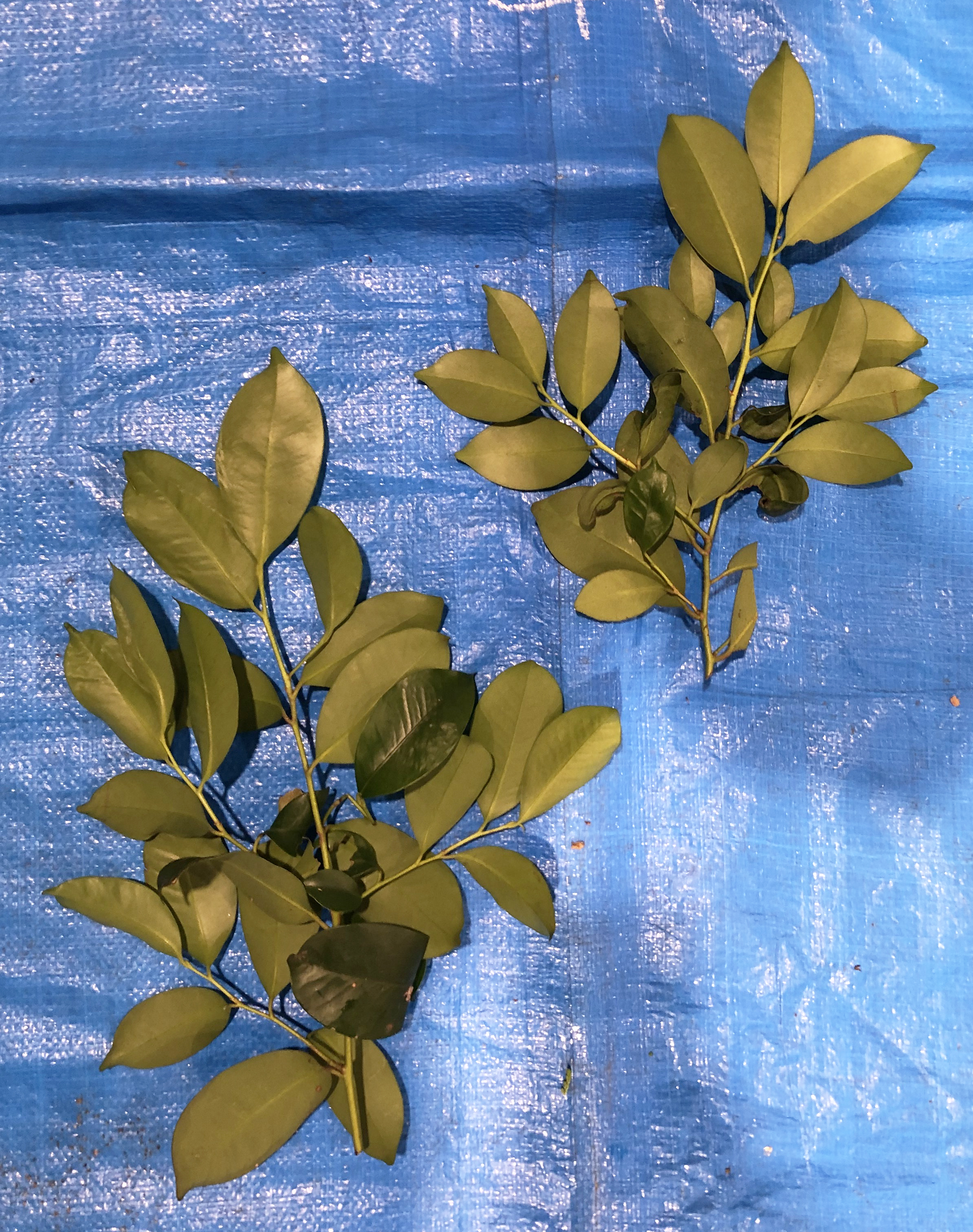 サカキ - Cleyera japonica