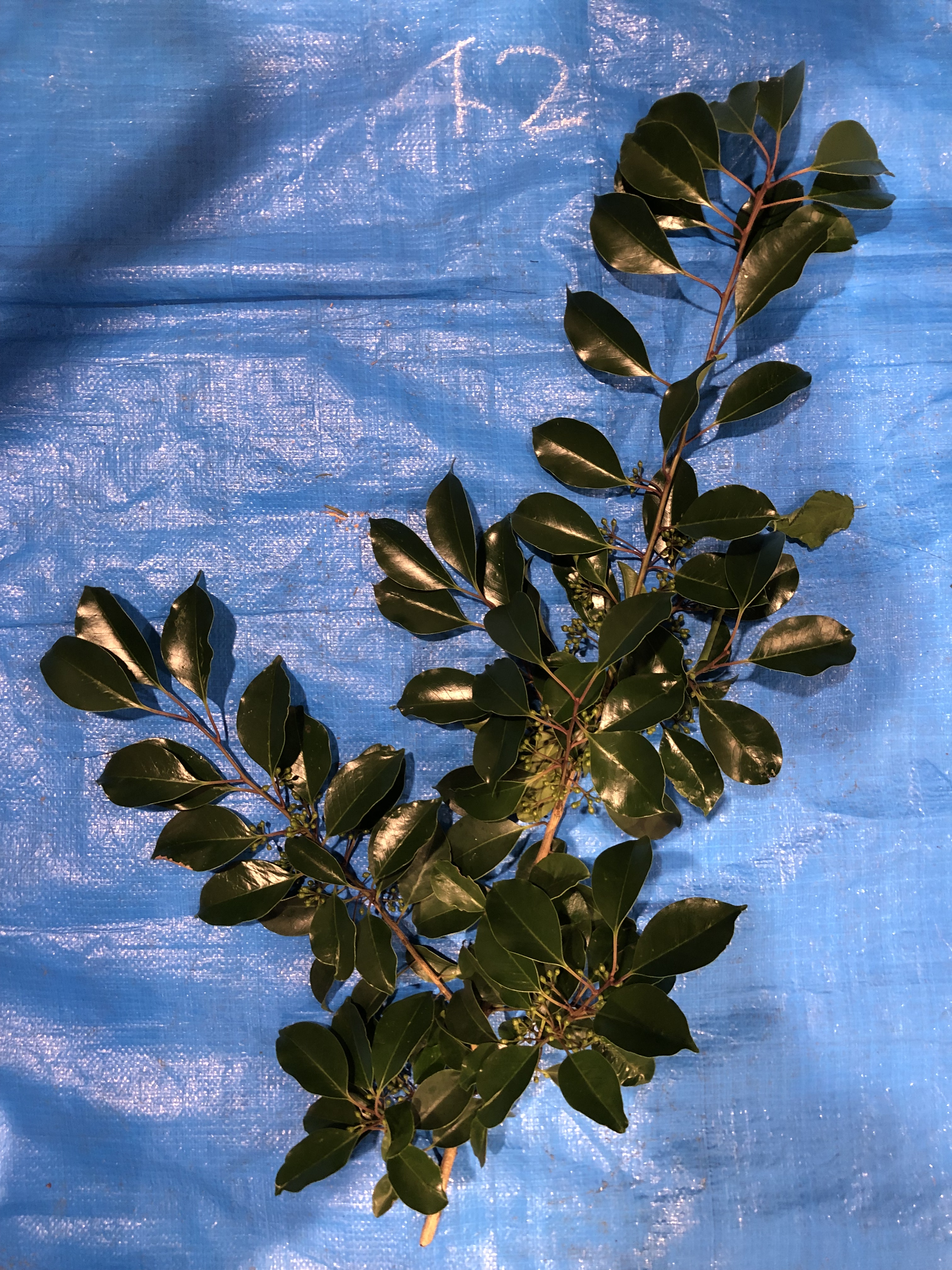 クロガネモチ - Ilex rotunda