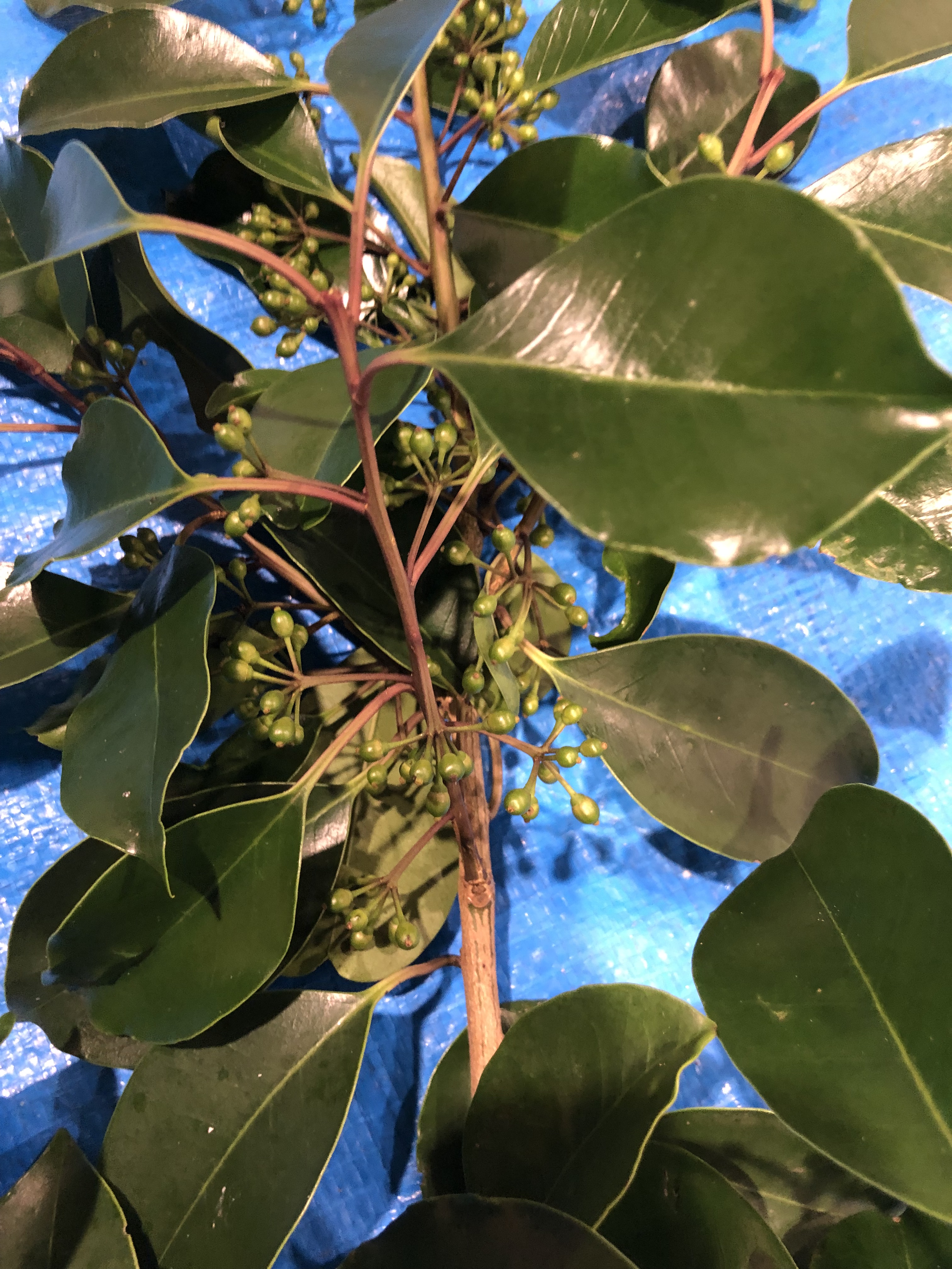 クロガネモチ - Ilex rotunda