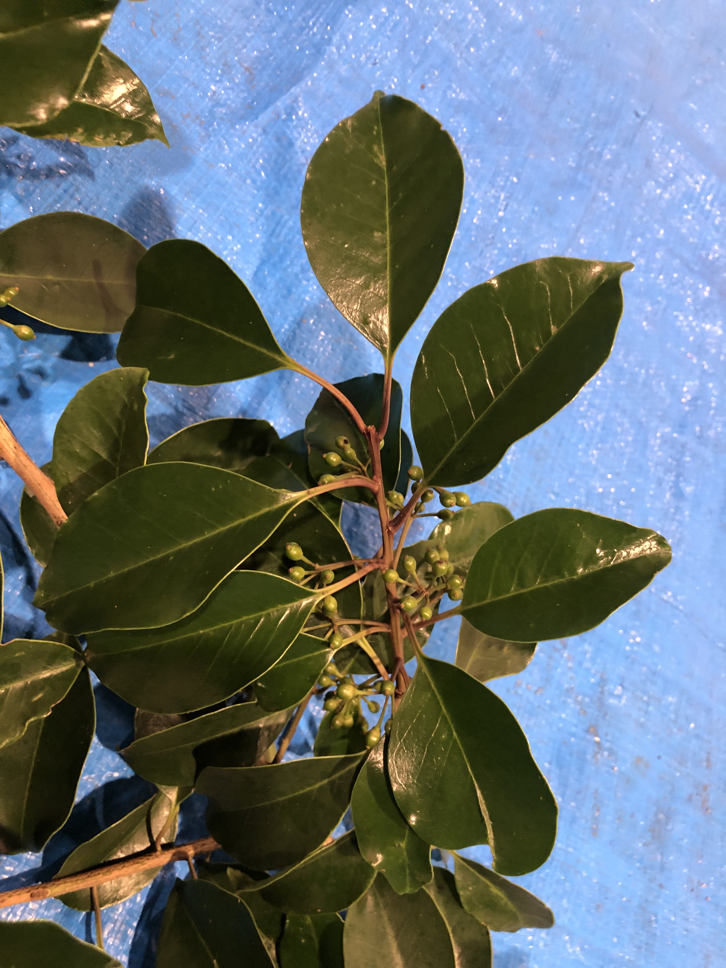 クロガネモチ - Ilex rotunda