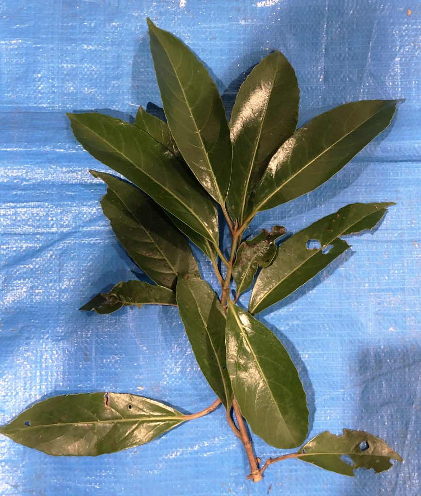 サンゴジュ - Viburnum odoratissimum / Viburnum odoratissimum var. awabuki