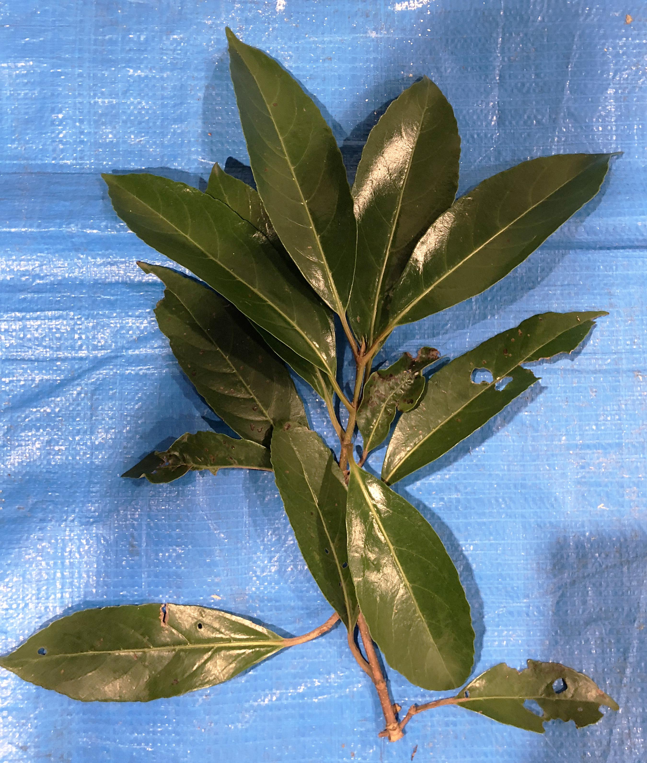 サンゴジュ - Viburnum odoratissimum / Viburnum odoratissimum var. awabuki