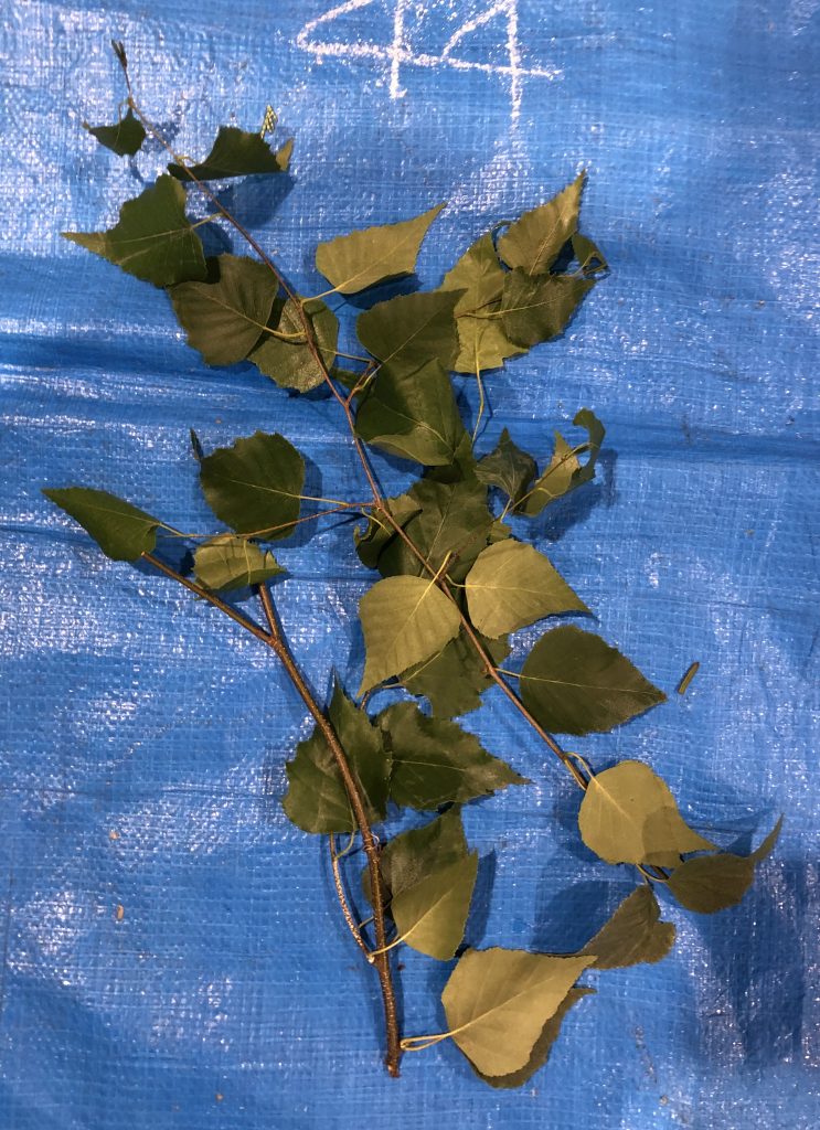 シラカンバ - Betula platyphylla