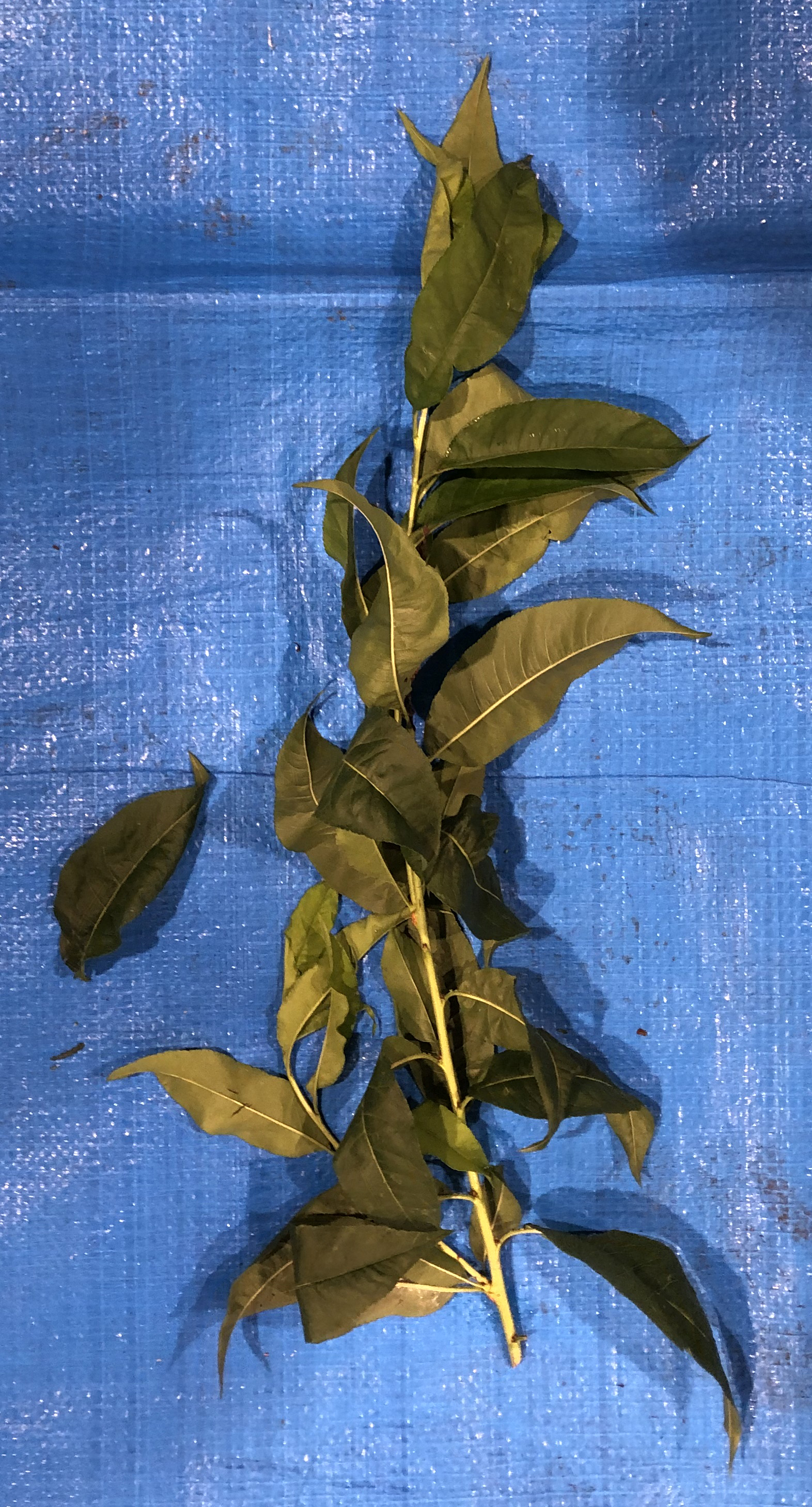 モモ - Prunus persica / Amygdalus persica