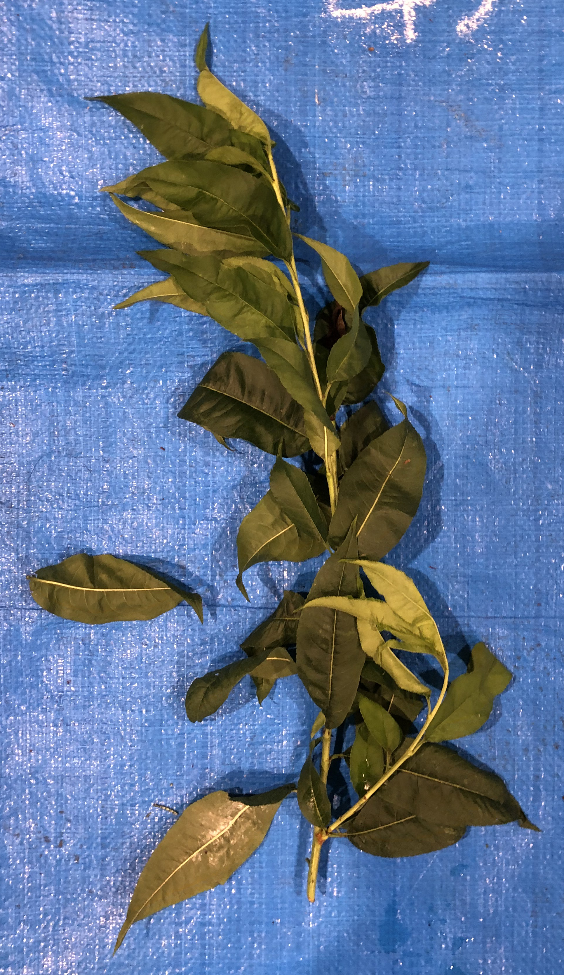 モモ - Prunus persica / Amygdalus persica