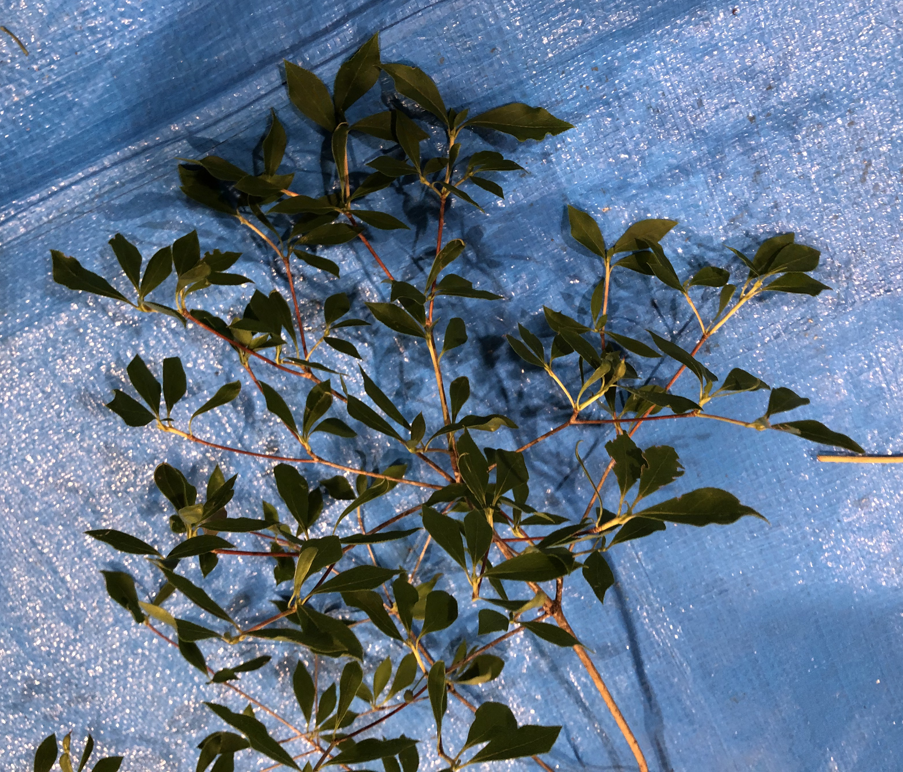 ドウダンツツジ - Enkianthus perulatus