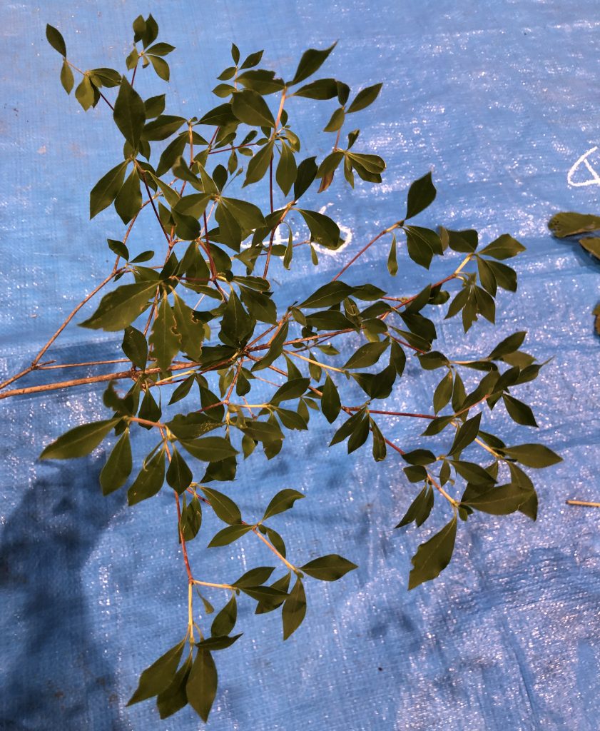 ドウダンツツジ - Enkianthus perulatus