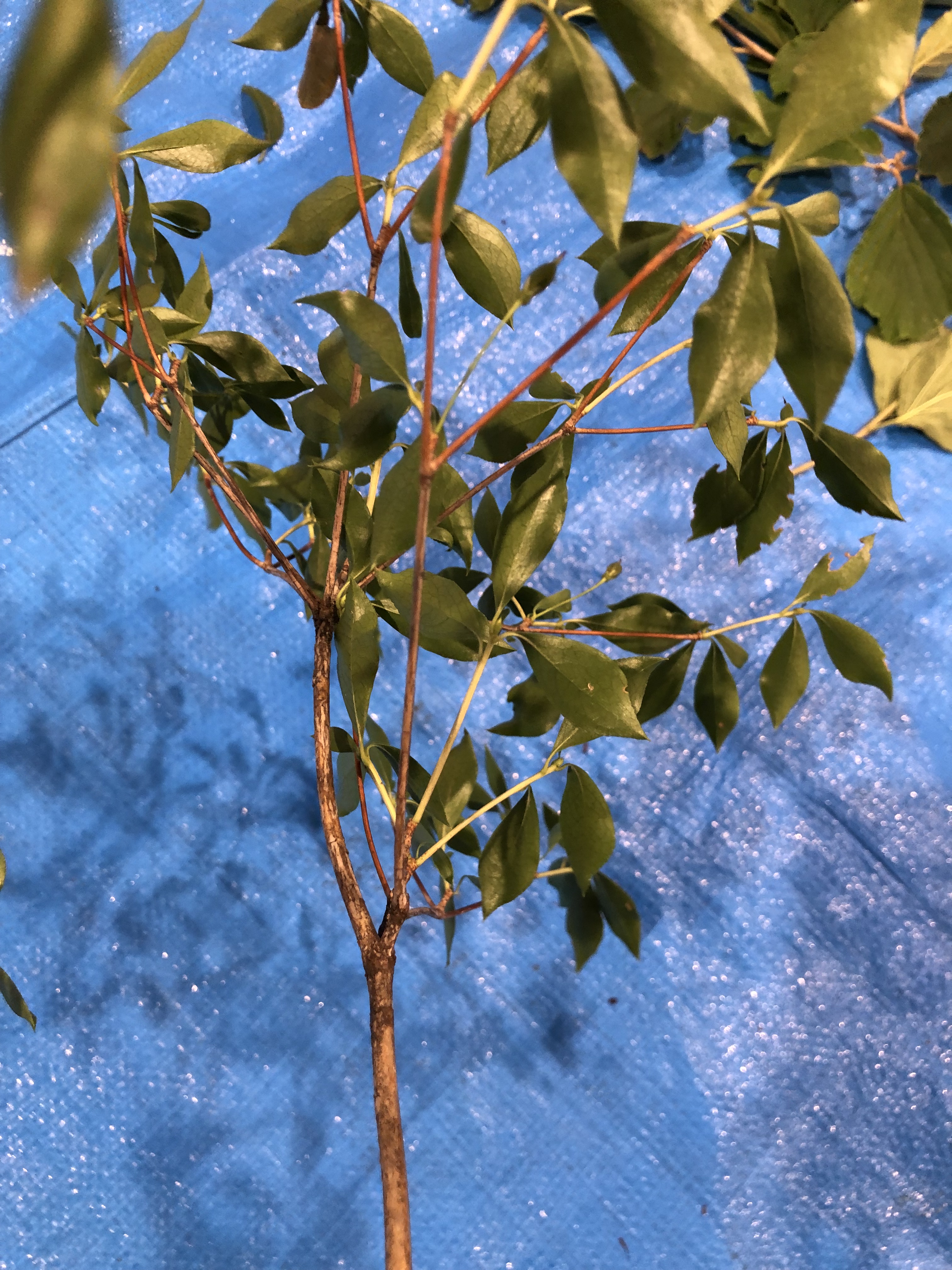 ドウダンツツジ - Enkianthus perulatus