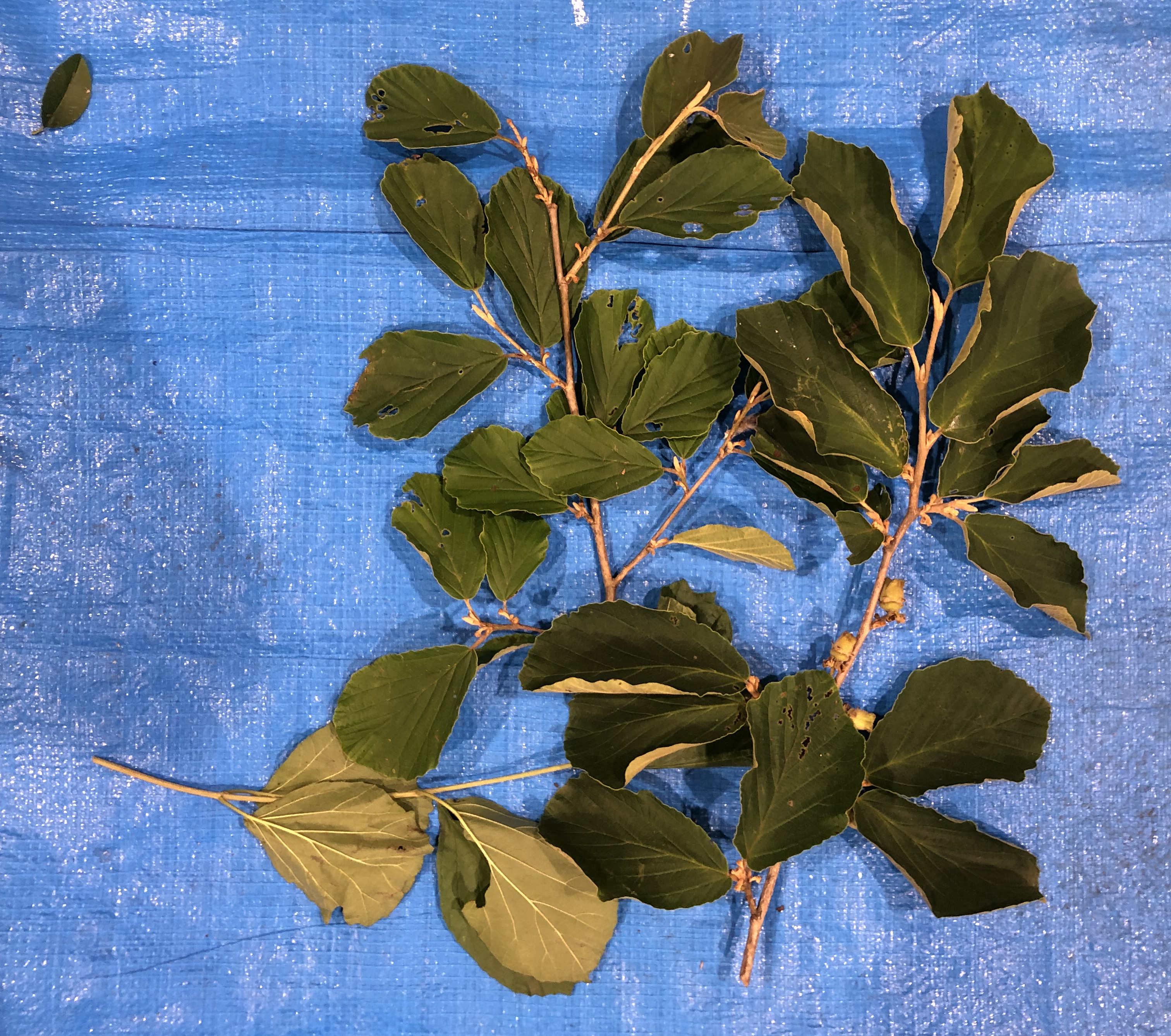 マンサク - Hamamelis japonica