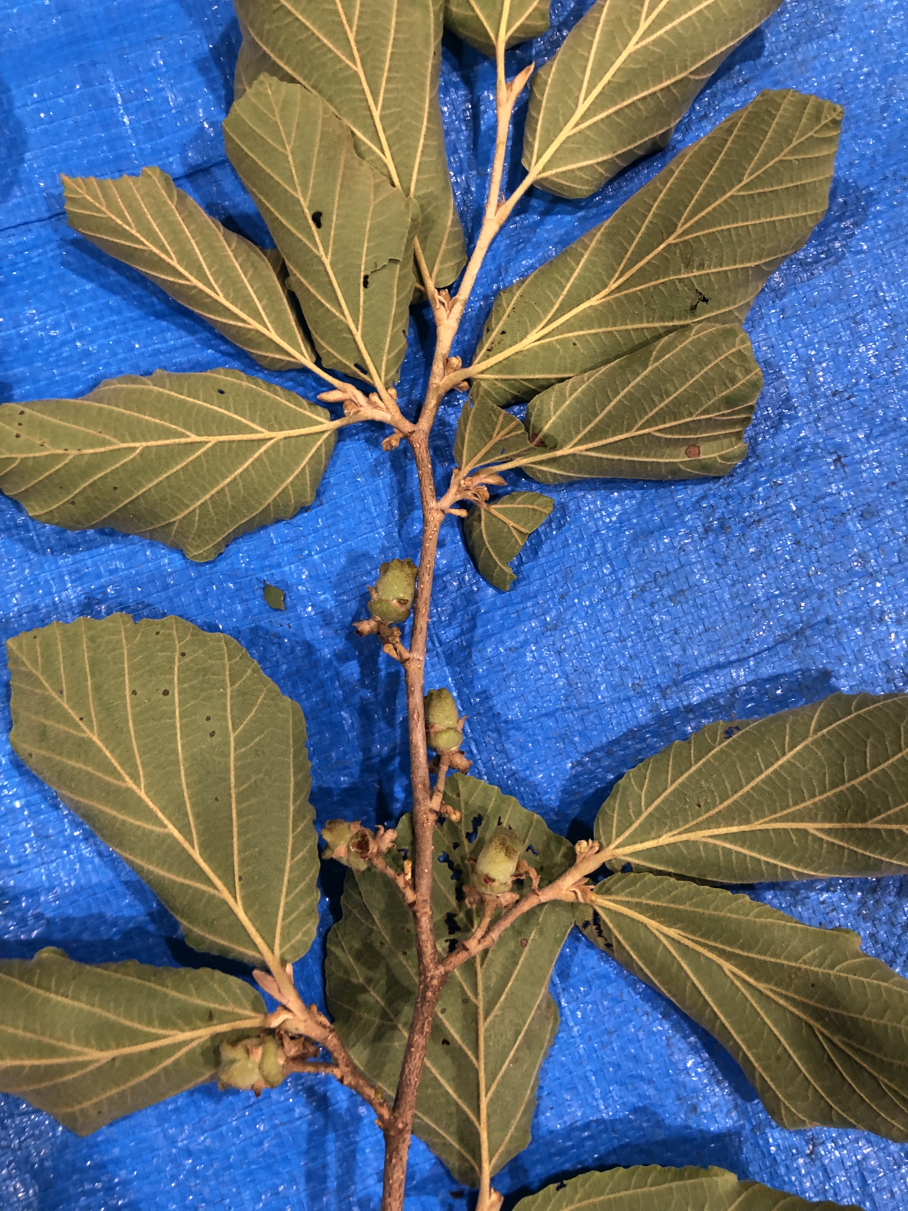 マンサク - Hamamelis japonica