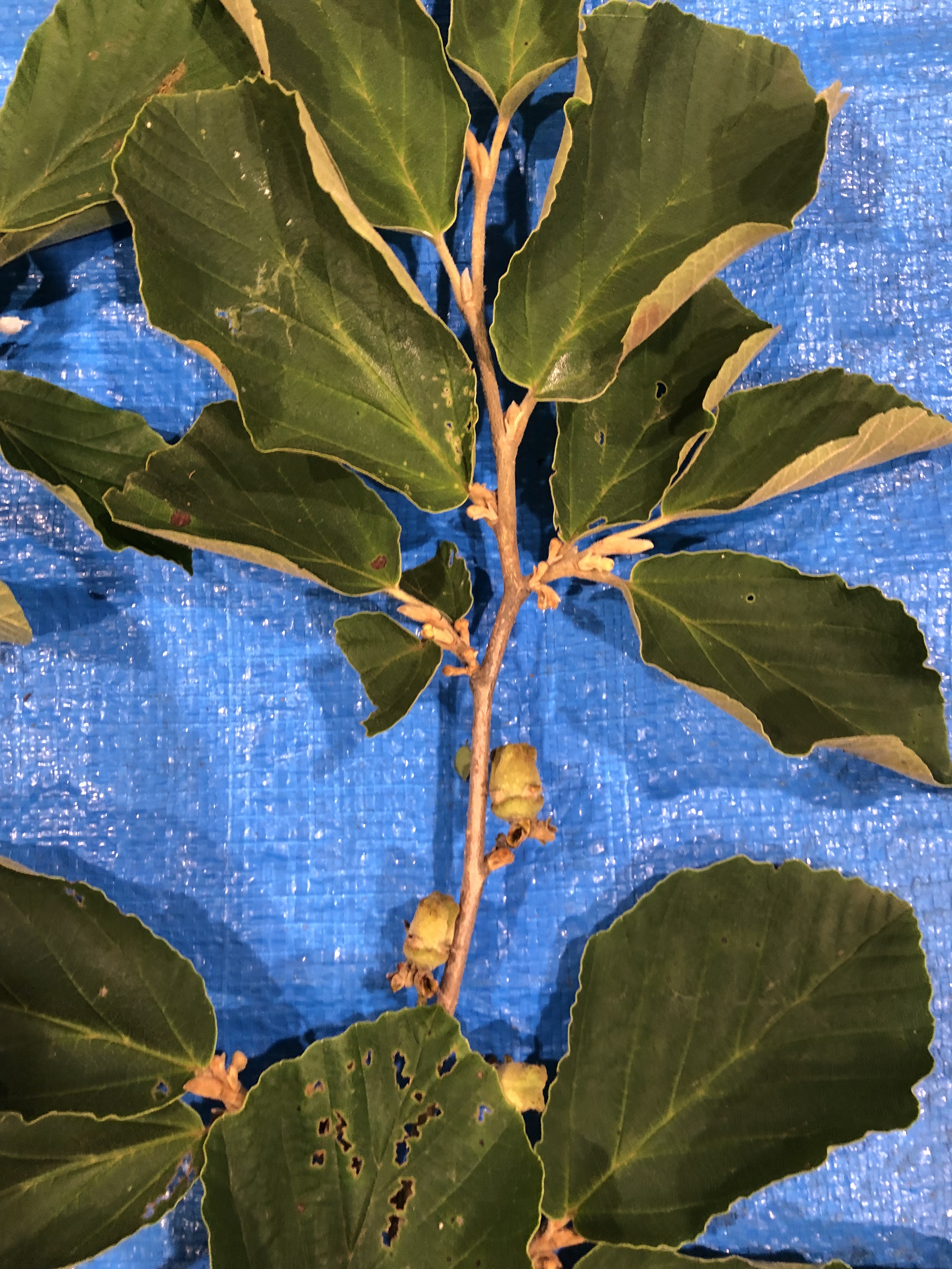 マンサク - Hamamelis japonica