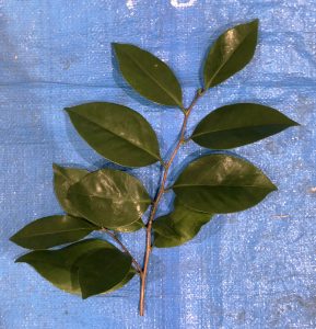 ヤブツバキ - Camellia japonica