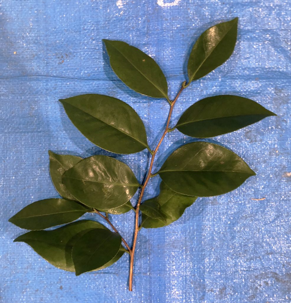 ヤブツバキ - Camellia japonica