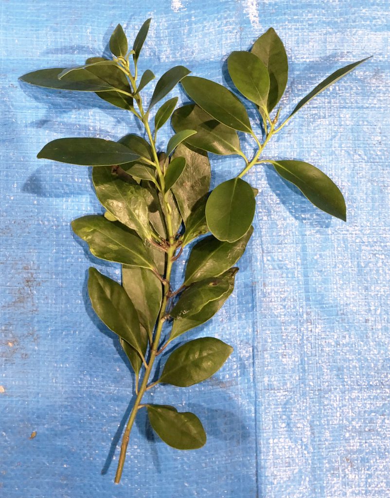 モチノキ - Ilex integra